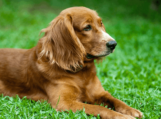 Golden Retriever puppy