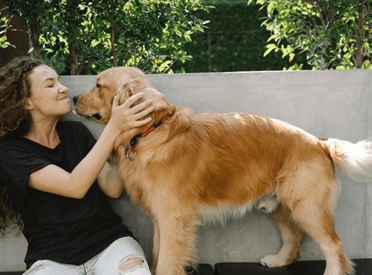 Golden Retriever puppy