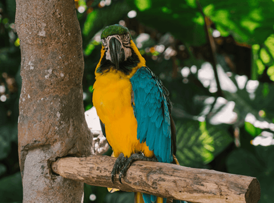 Macaw female with DNA