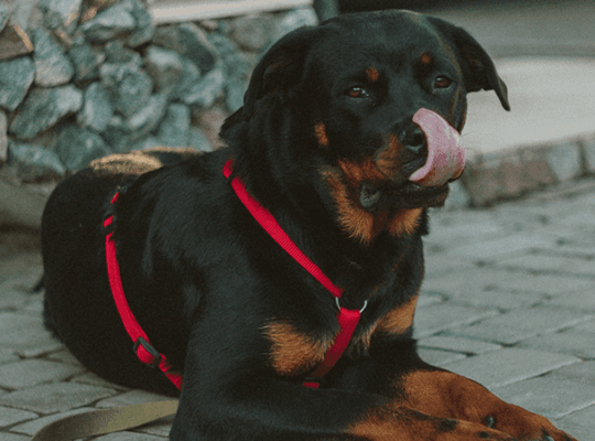 Rottweiler Breeder Pair