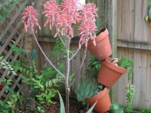 Aloe Maculata