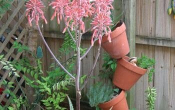 Aloe Maculata