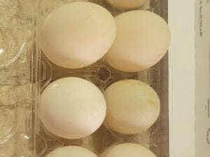 Fresh Organic Duck Eggs