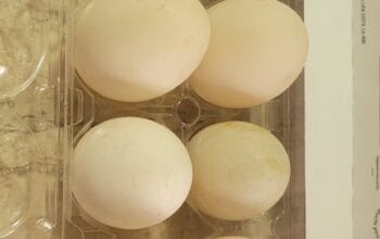 Fresh Organic Duck Eggs