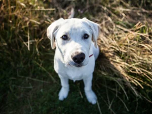AKC Labrador Retriever Puppies — Yellow, 9 Weeks