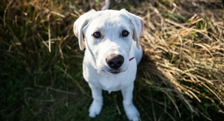 AKC Labrador Retriever Puppies — Yellow, 9 Weeks